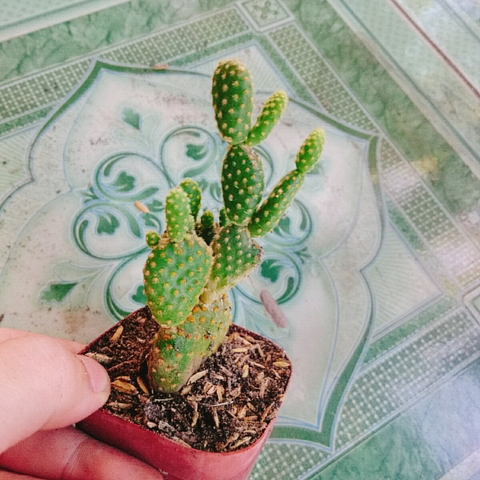 Cây Xương Rồng Tai Thỏ (Nhỏ)