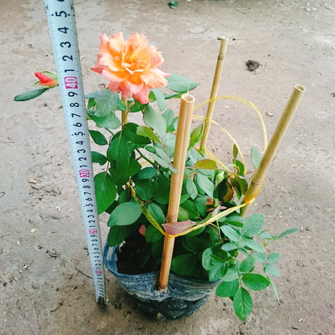 Cây Hồng Cam