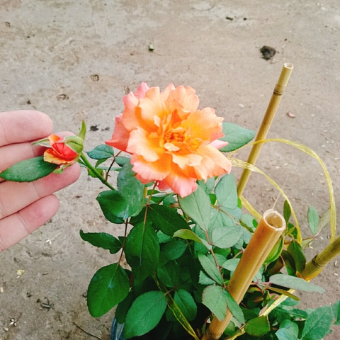 Cây Hồng Cam
