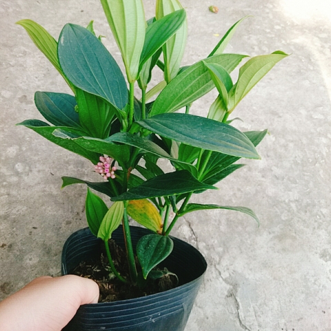 Cây Hòn Ngọc Viễn Đông