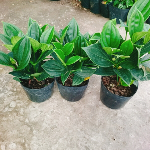 Cây Hòn Ngọc Viễn Đông