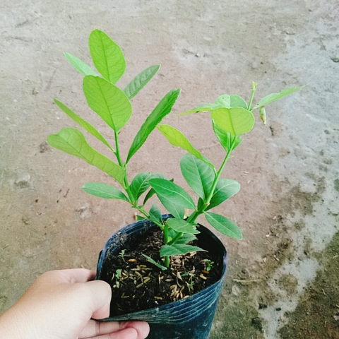 Cây Chanh Vàng Mỹ