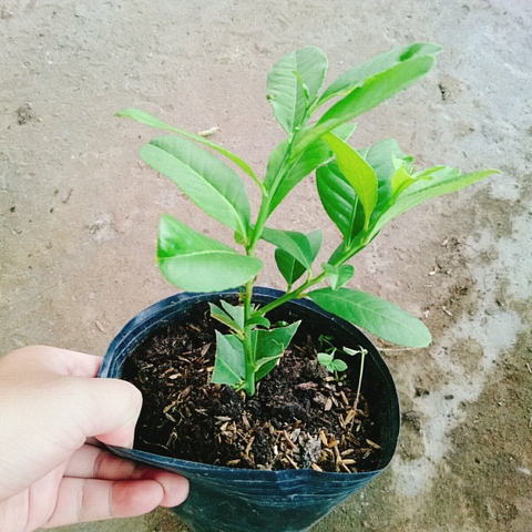 Cây Chanh Vàng Mỹ