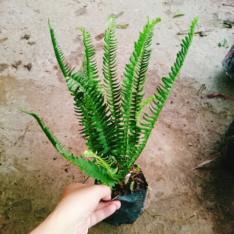 Cây Dương Xỉ Lá Me