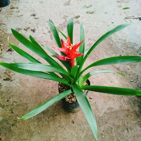 Cây Phong Lộc (Đỏ)