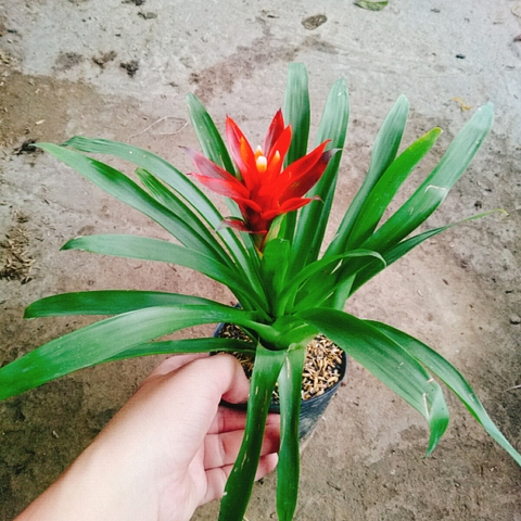 Cây Phong Lộc (Đỏ)