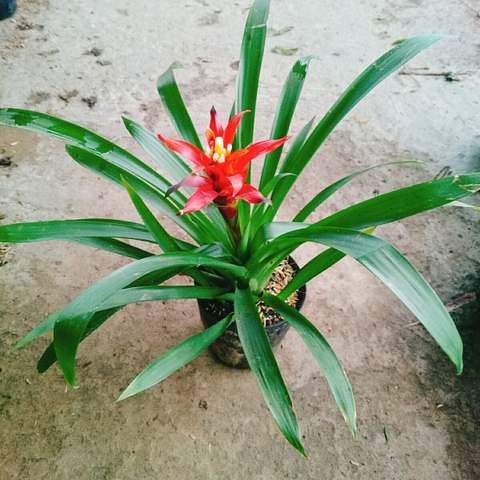 Cây Phong Lộc (Đỏ)