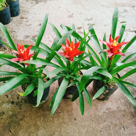 Cây Phong Lộc (Đỏ)