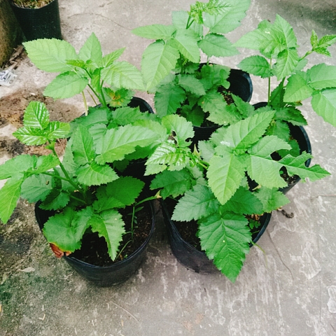 Cây Phúc Bồn Tử