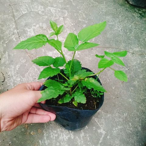 Cây Phúc Bồn Tử