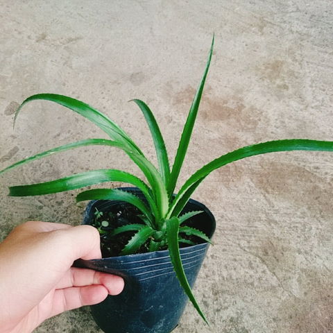 Cây Dứa BaBy