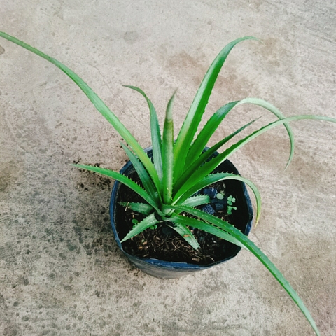 Cây Dứa BaBy