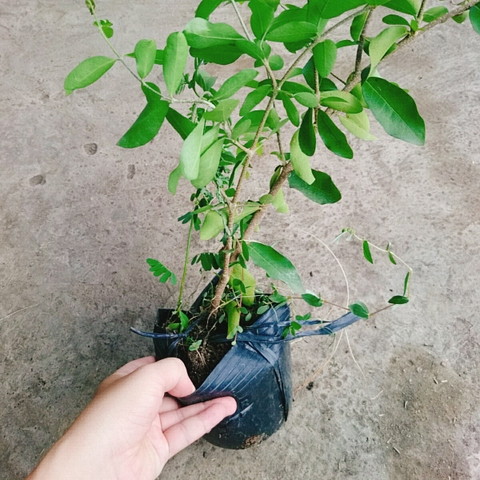 Cây Sơ Ri Thái