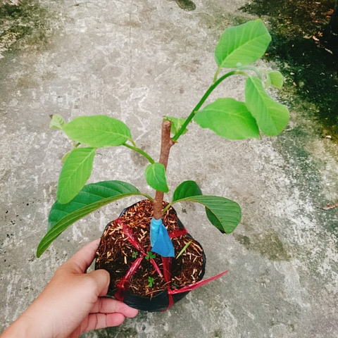 Cây Mãng Cầu Na Thái
