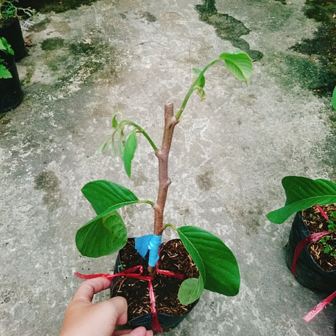 Cây Mãng Cầu Na Thái