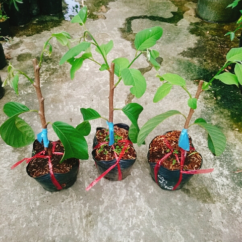 Cây Mãng Cầu Na Thái