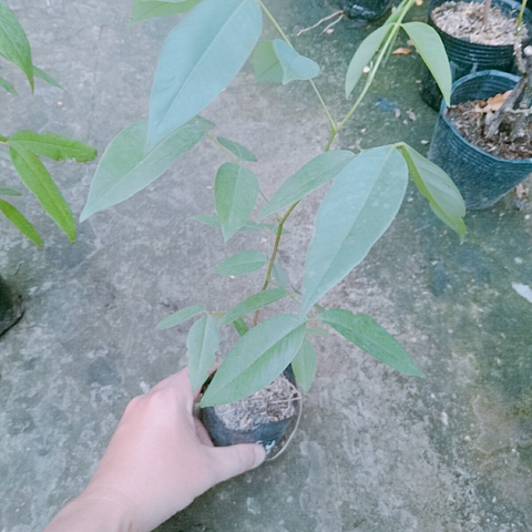 Cây Tử Đằng