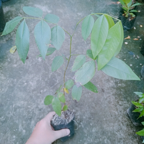 Cây Tử Đằng