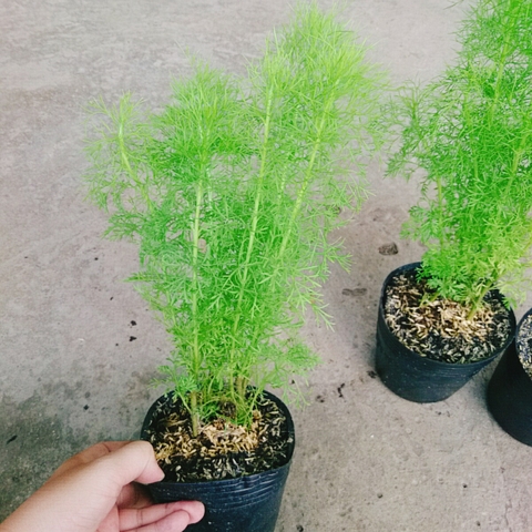 Cây Tùng Nam Mỹ