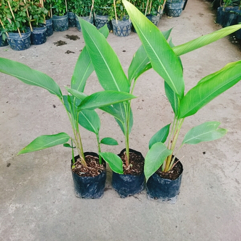 Cây Chuối Mỏ Két