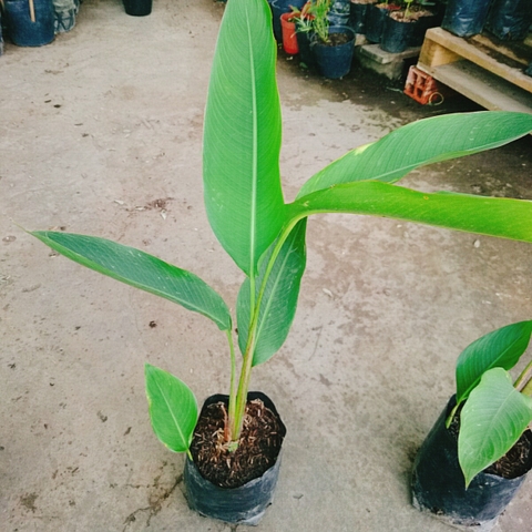Cây Chuối Mỏ Két
