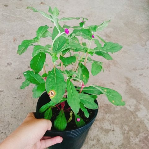 Cây Cúc Bách Nhật (Tím)