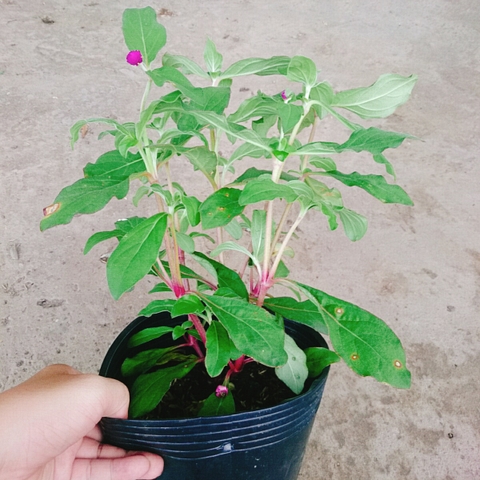 Cây Cúc Bách Nhật (Tím)