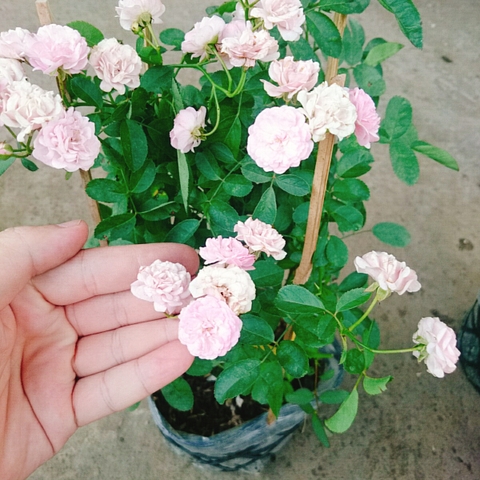 Cây Hồng Đông Mai