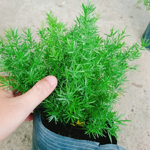 Cây Trúc Thiên Môn
