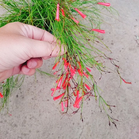 Cây Liễu Tường