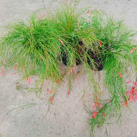 Cây Liễu Tường