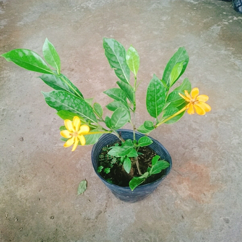 Cây Lài Hoàng Đế