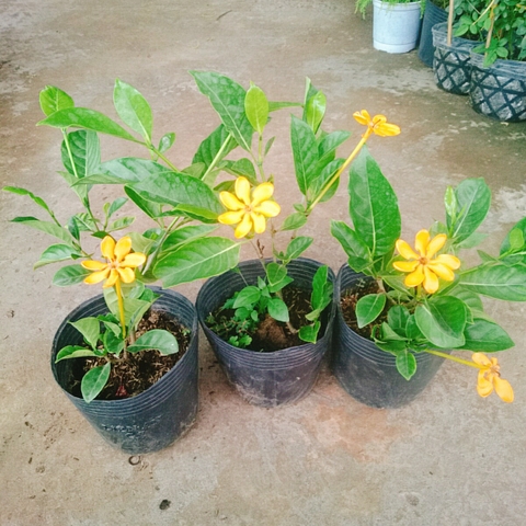 Cây Lài Hoàng Đế