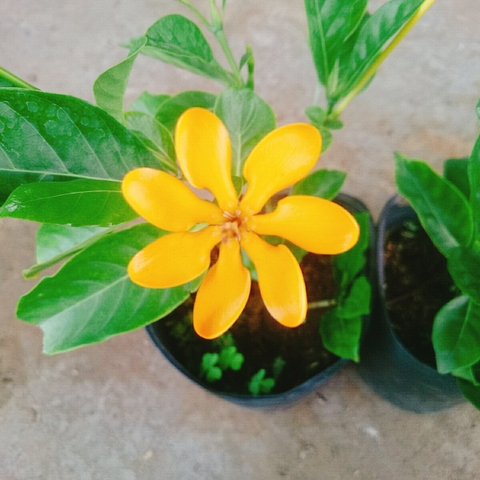 Cây Lài Hoàng Đế