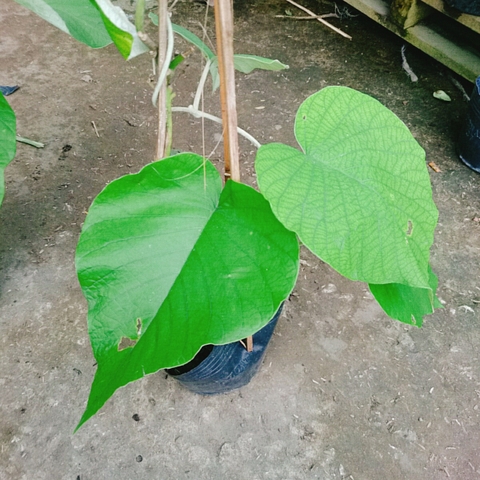 Cây Cát Đằng Lá Lớn