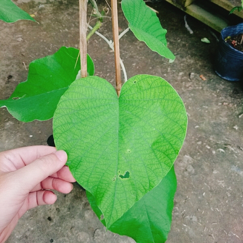 Cây Cát Đằng Lá Lớn