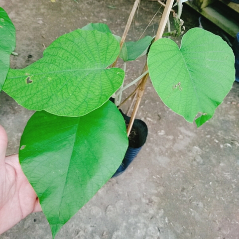 Cây Cát Đằng Lá Lớn