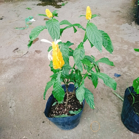 Cây Rồng Vàng
