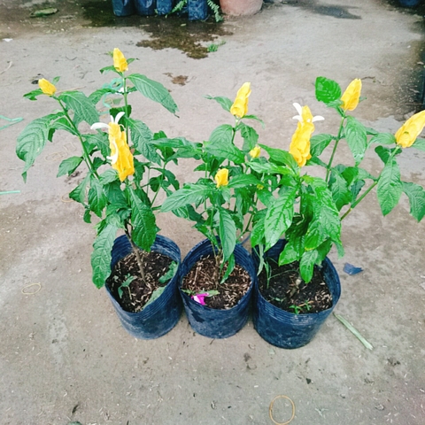 Cây Rồng Vàng