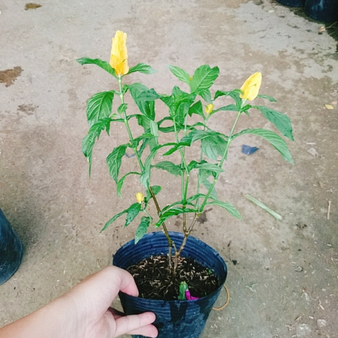Cây Rồng Vàng
