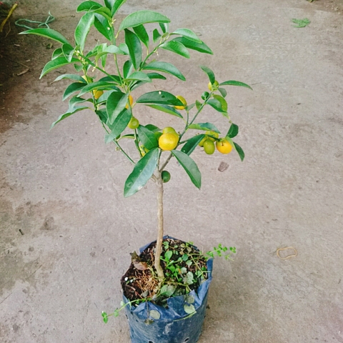 Cây Tắc Ngọt
