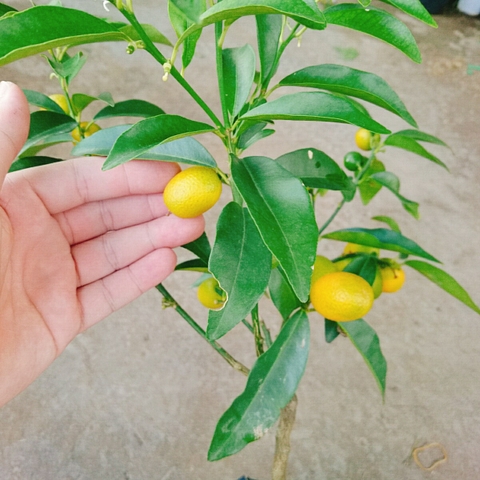 Cây Tắc Ngọt
