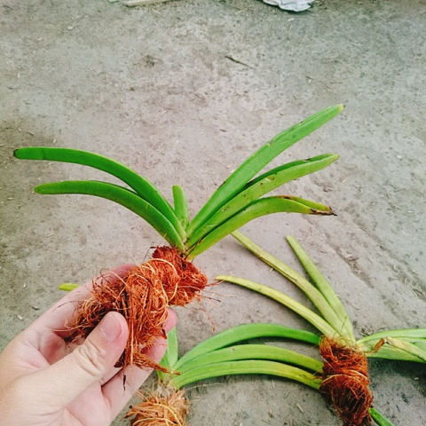 Cây Phong Lan Đuôi Chồn