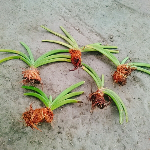 Cây Phong Lan Đuôi Chồn