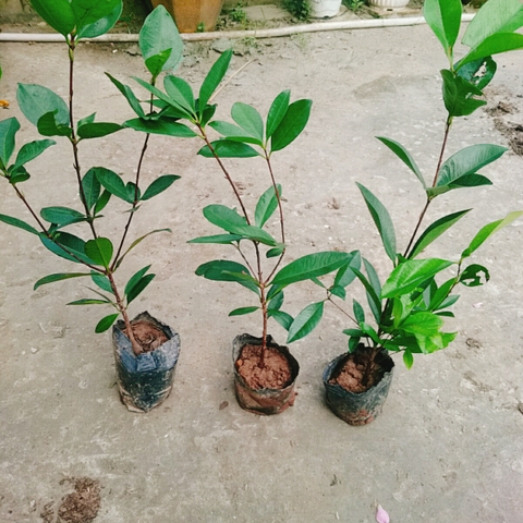 Cây Cherry Brazil