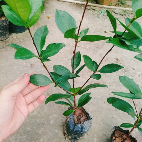 Cây Cherry Brazil