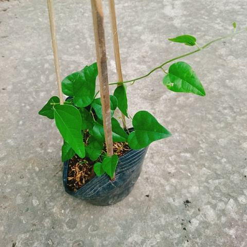 Cây Sương Sâm Trơn