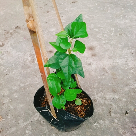 Cây Sương Sâm Trơn