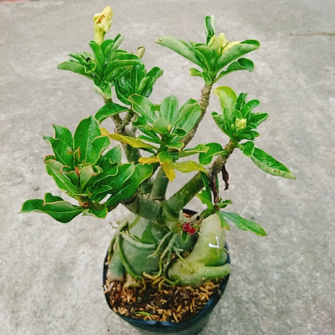 Cây Sứ Nhiều Màu