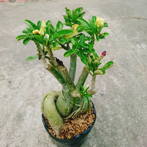 Cây Sứ Nhiều Màu